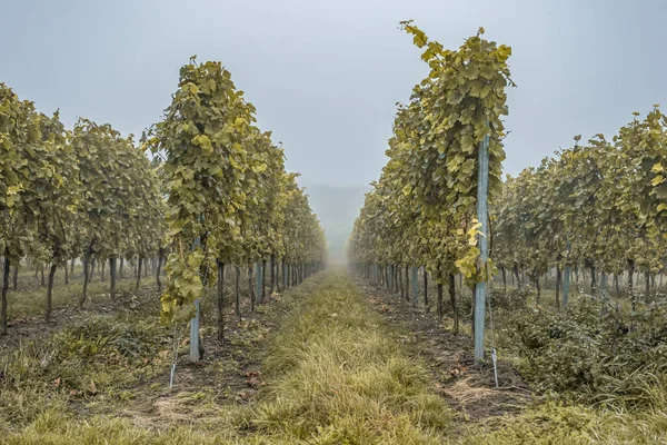 White Wine Grapes Fall Morning Mist Ready Harvest Region Moselle — Zdjęcie stockowe