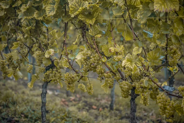 White Wine Grapes Fall Morning Mist Ready Harvest Region Moselle —  Fotos de Stock