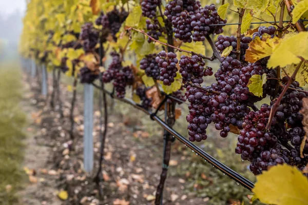 Red Wine Grapes Ready Harvest Region Moselle River Winningen Germany — стоковое фото