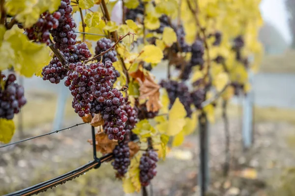 Vino Tinto Uvas Listo Para Vendimia Región Mosela Río Winningen — Foto de Stock