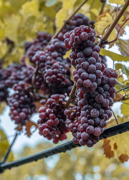 Red Wine Grapes Ready Harvest Region Moselle River Winningen Germany — Fotografia de Stock