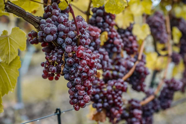 Red Wine Grapes Ready Harvest Region Moselle River Winningen Germany — Zdjęcie stockowe