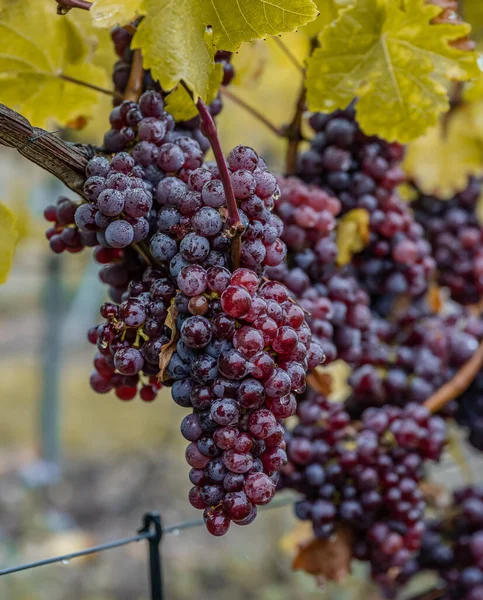Red Wine Grapes Ready Harvest Region Moselle River Winningen Germany — стоковое фото