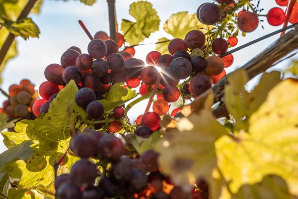 Sun Shining Red Wine Grapes Ready Harvest Region Moselle River — Foto de Stock
