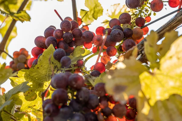 Sun Shining Red Wine Grapes Ready Harvest Region Moselle River — Fotografia de Stock