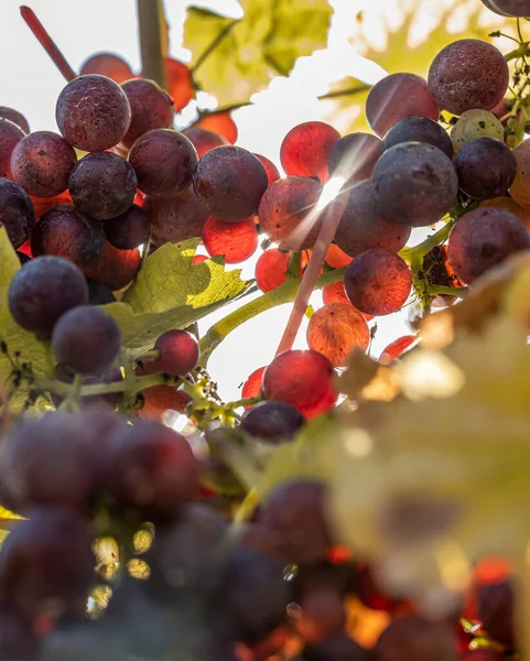 Sun Shining Red Wine Grapes Ready Harvest Region Moselle River — стокове фото