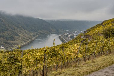 Ünlü Alman Şarap Bölgesi Moselle Nehri Yatağı ve Guels Köyü Sonbahar Sonbaharı Renkleri.