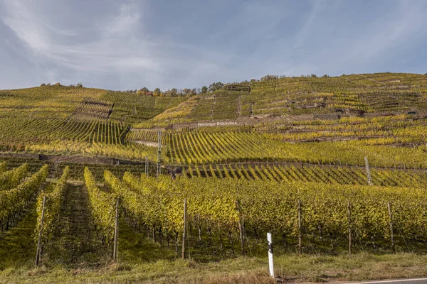 有名なドイツワイン地域モーゼル川レイとゲルス村秋の色 — ストック写真
