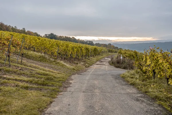 Berömda Tyska Vinregionen Mosel River Lay Och Guels Byn Hösten — Stockfoto