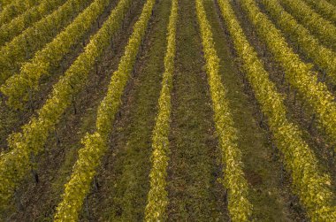 Hava manzaralı ünlü Alman Şarap Bölgesi Moselle Nehri Yatağı ve Guels Köyü Sonbahar Sonbahar Renkleri.