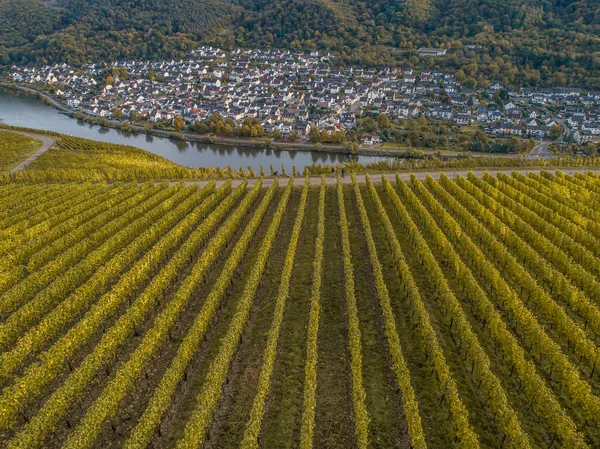 Vue Aérienne Célèbre Région Viticole Allemande Moselle Rivière Lay Guels — Photo