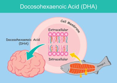 Docosohexaenoic asit (DHA). Çocuk beyin hücresine DHA asidinin yararını gösteren bir resim.