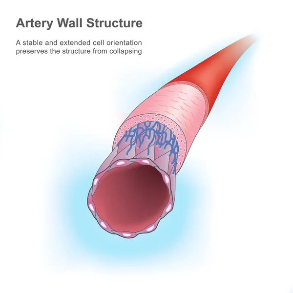 Artery Wall Structure Figure Showing Human Artery Explain Stable Extended — Stock Vector