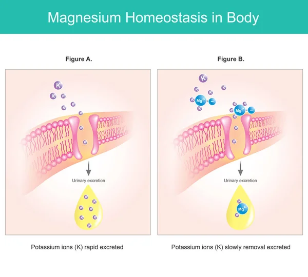 体内のマグネシウム恒常性 イラストは細胞内のマグネシウム欠乏レベルを説明する — ストックベクタ