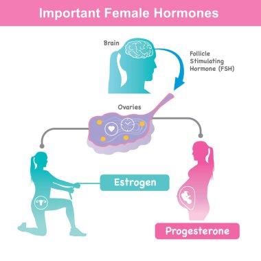 Important Female Hormones. This illustration for learning hormone sexual, menstrual cycle and include pregnancy female. clipart