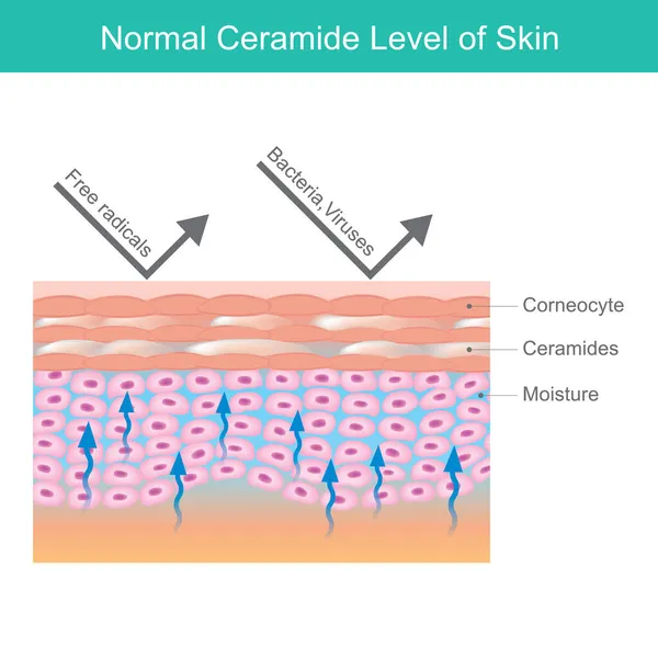 正常皮肤起泡水平 人类皮肤图层解释了正常皮肤中的糖基化和水分 — 图库矢量图片
