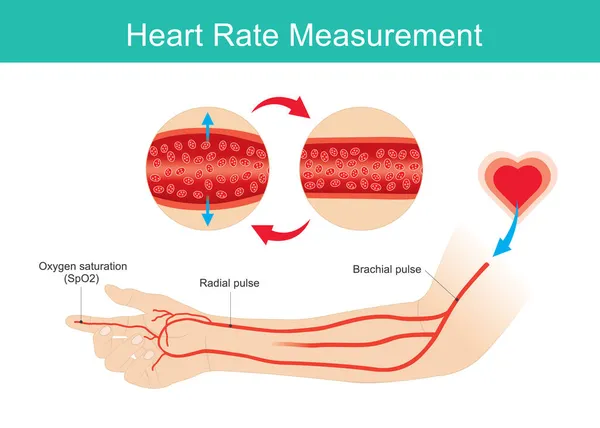 Rythme Cardiaque Mesuré Illustration Des Bras Des Artères Utilisée Pour — Image vectorielle