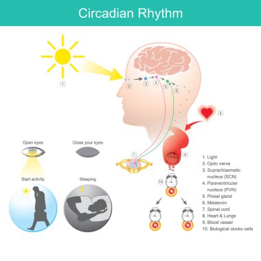 Circadian Ritim. Diyagram insan vücudu fiziksel, zihinsel ve davranışsal değişiklikler 24 saatlik bir döngüyü takip eder.
