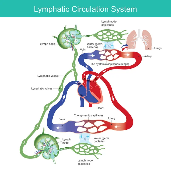 Лимфатическая Система Кровообращения Схема Системы Лимфатической Циркуляции Медицинского Образования Иллюстрация — стоковый вектор