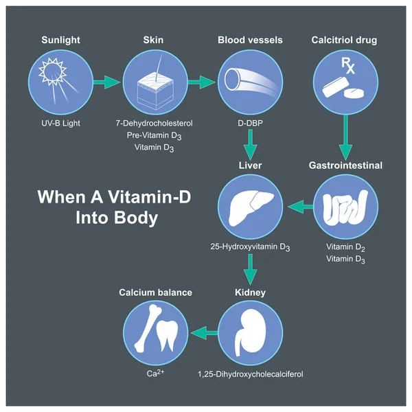 Vitamin Body Diagram Explain Process Human Received Vitamin Body — Vetor de Stock