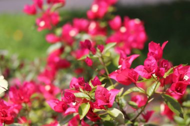Rosa linda de cor Pink - pequenas rosas de cor natural
