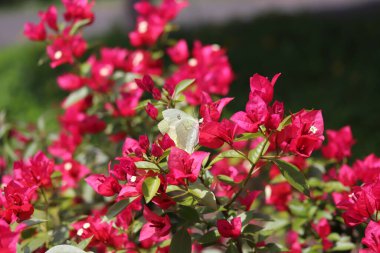 Rosa linda de cor Pink - pequenas rosas de cor natural