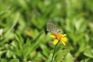 Borboleta ayık rosas-folhas ao ar livre
