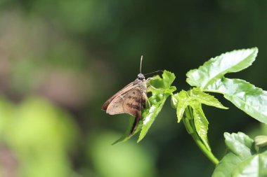 linda mariposa em folha verde  luz do dia