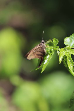 linda mariposa em folha verde  luz do dia