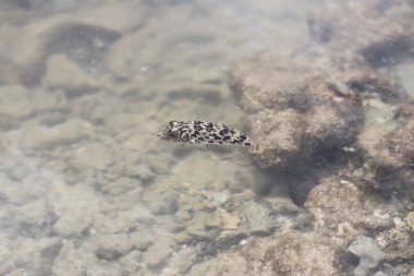 Seres do fundo o mar- crustaceos ve peixes