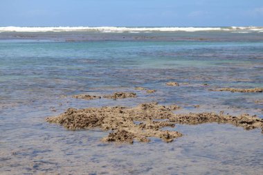 peixes e crustceos de agua salgada