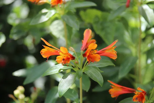 Borboleta Sobre Rosas Folhas Livre — Foto de Stock