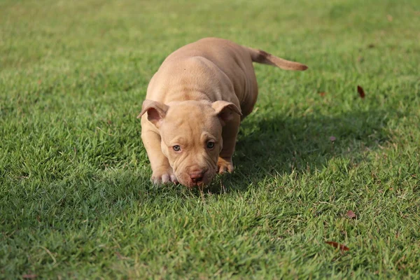 Pit Bull Baby Pit Bull Race — Stock Photo, Image