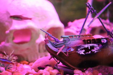 Tuzlu su balığı - mercanlar ve deniz süngerleri