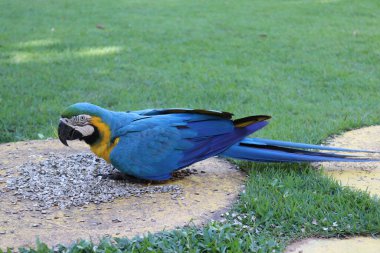 Brazilian blue and yellon macaw bird
