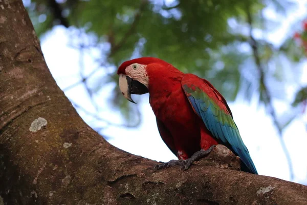 Braziliaanse Rode Blauwe Ara Vogel — Stockfoto