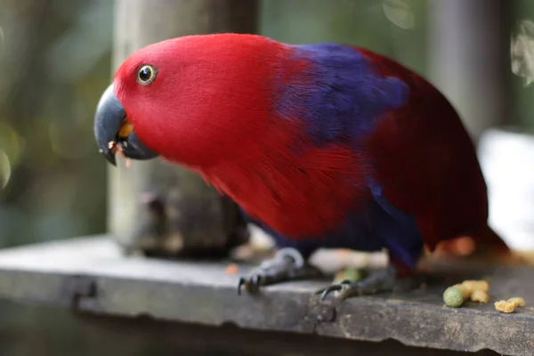 Κόκκινο Και Μωβ Παπαγάλος Από Βραζιλία — Φωτογραφία Αρχείου