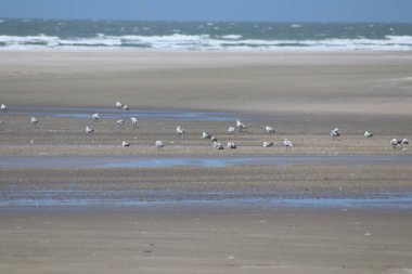 Atins Beach So Luiz do Maranho Brazil / Boats / Kitesurfing