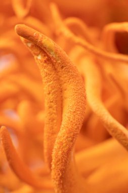 Cordyceps Treatment with Adenosine. Vertical shot. Fungi Human Health. Fresh Cordyceps Cordycepin . Macro Cordyceps Militaris mushroom. Cordycepin Using .