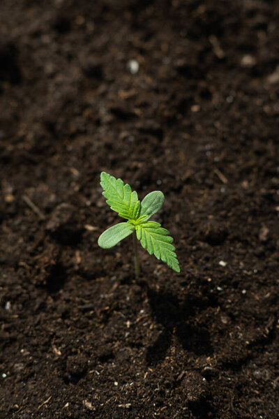 Маленькое растение крупным планом красивые посажены в землю на солнце eceptions выращивания фон