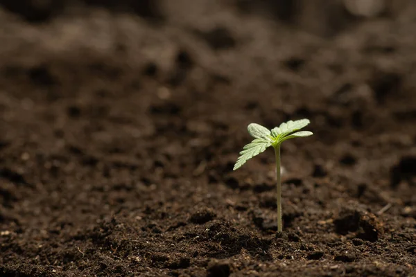 Uma pequena planta fechar-se bonita plantada no chão no sol ecepções de cultivo um fundo, mudas de cannabis — Fotografia de Stock