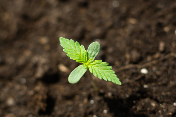 purposes in the ground in the sun A small plant close up planted beautiful cannabis