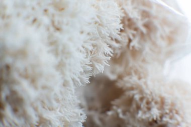 Beyaz arkaplanda izole edilmiş aslan yelesi mantarı..