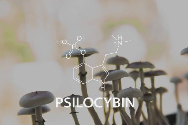 Psilocybin chemical formula mushroom. Psilocybin Mushroom. Close up Magic shroom. Psychedelic drug. Psilocybe fungi.