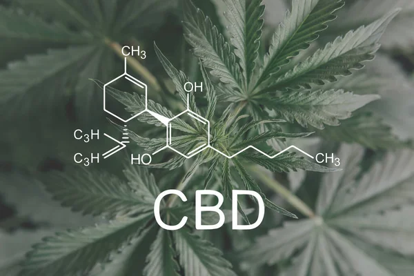 Cbd式画像大麻大麻油ハーブ治療 代替医療麻油 — ストック写真