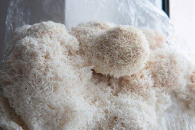 Hericium erinaceus mantarı (maymun kafası mantarı, sakallı diş mantarı, kirpi mantarı, ponpon, aslan yelesi mantarı))