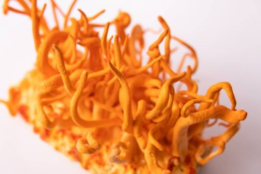 Adenozin tedavisi. Beyaz arka plan. İnsan Sağlığı Mantarları. Taze Cordyceps. Askeri mantar. Cordycepin kullanma konsepti.