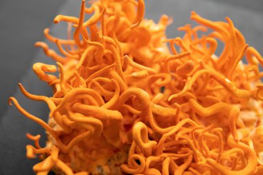 Taze Cordyceps Cordycepin. Cordyceps Askeri mantarı. Mantar insan sağlığı. Siyah arka plan. Adenozin ile kordiseps tedavisi. Cordycepin Kullanımı .