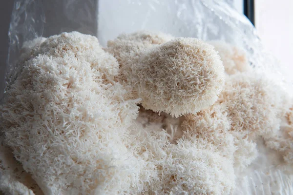 Hericium erinaceus mantarı (maymun kafası mantarı, sakallı diş mantarı, kirpi mantarı, ponpon, aslan yelesi mantarı))