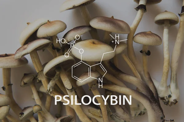 Psilosibe mantarı. Psilosibin kimyasal formül mantarı. Psilosibin mantarı. Büyülü mantarı kapat. Psikedelik ilaç.